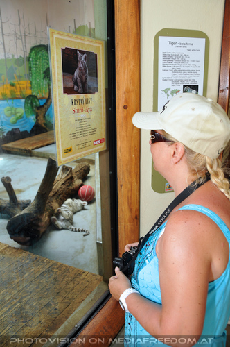 Wei�es Tigerbaby Shini-Aya 01