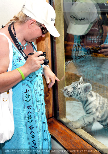 Wei�es Tigerbaby Shini-Aya 03