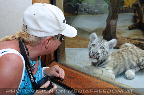 Wei�es Tigerbaby Shini-Aya 04