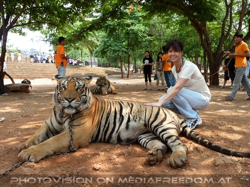 The B-Day of the Tigerman Pix 098