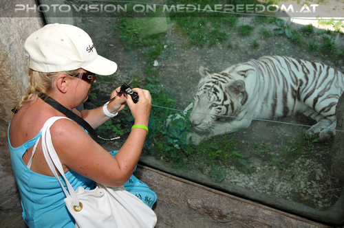 White Tiger Family 05