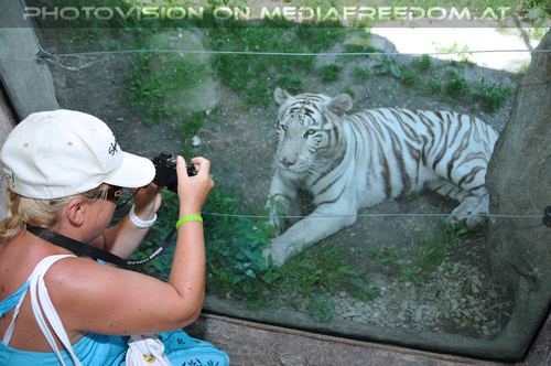 White Tiger Family 09