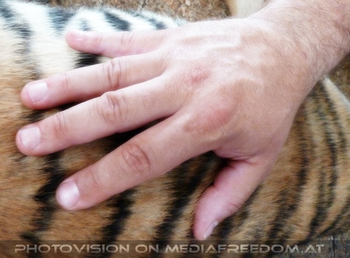 The B-Day of the Tigerman Pix 037