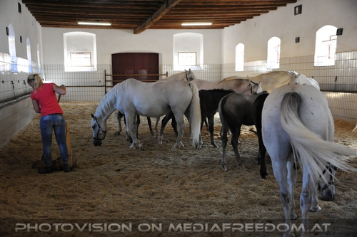 Wieder im Gest�t 07