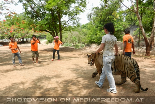 The B-Day of the Tigerman Pix 102