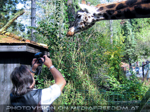 Giraffen F�tterung 09: Charly Swoboda