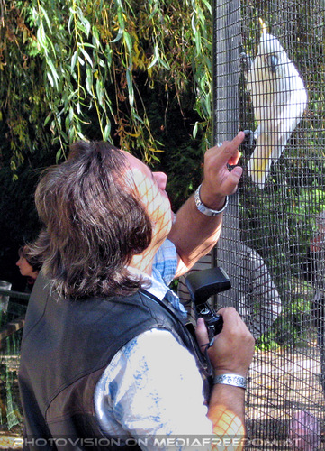 Orangehauben Kakadu 2: Charly Swoboda