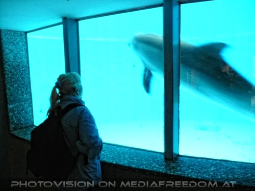 Erster Delfin Kontakt