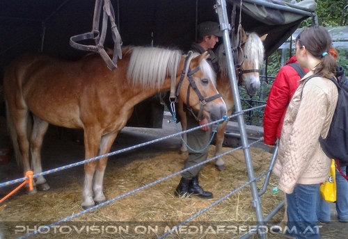 Hund, Katz und Co 09