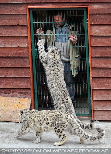 Schneeleoparden 07: Herbert Eder