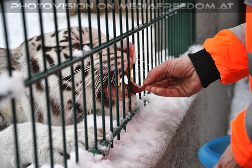 Akim, C�sar und Baghira im Schnee - Pix 12