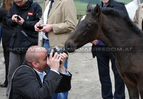 Club der Freunde des Lipizzanergest�ts 59