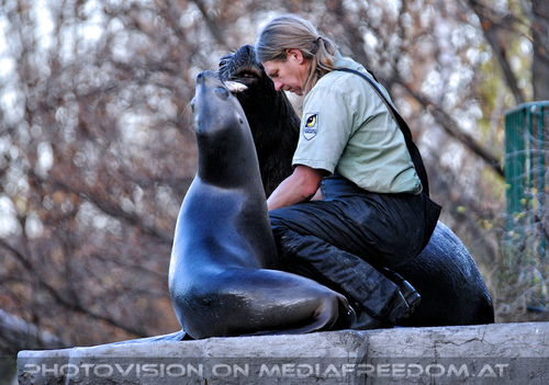 M�hnenrobben F�tterung 01