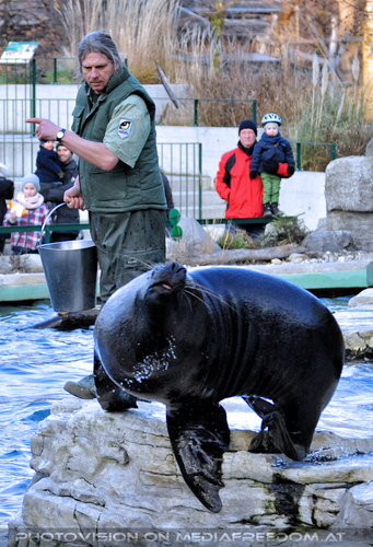 M�hnenrobben F�tterung 1