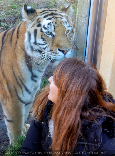 Sibirische Tiger 03: Manuela M.