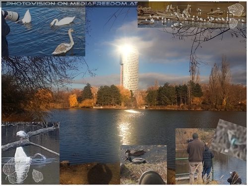 Wer findet den Eisvogel?: Charly Swoboda