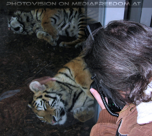 Sibirische Tiger 03: Charly Swoboda