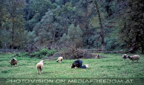 Auf Schaf Niveau: Gabriele P.