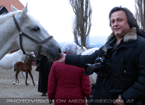 Stuten mit ihren Fohlen 16