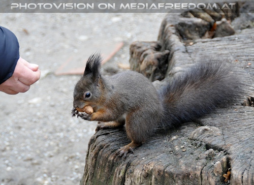 Eichk�tzchen f�ttern 01