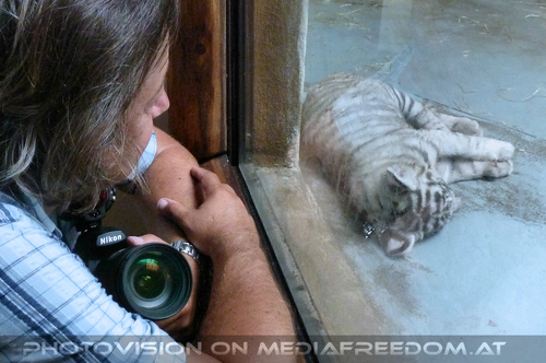 Wei�e Tigerfamilie 18: Charly Swoboda