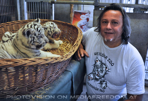 Wei�e Tigerbabys Nanu und Nena 28: Charly Swoboda