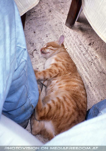 ...in den Tag 11: Charly Swoboda