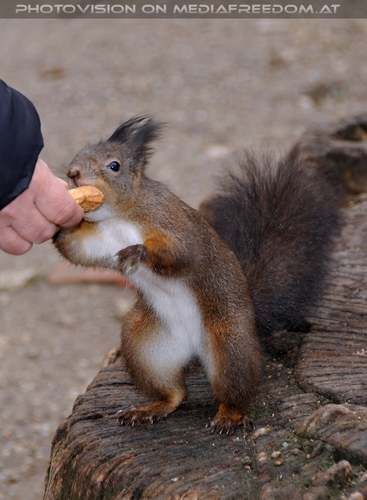 Eichk�tzchen f�ttern 02