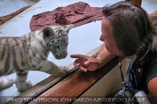 Wei�es Tigerbaby Shini-Aya 10