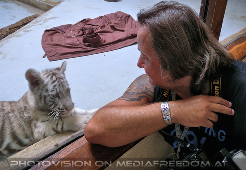 Wei�es Tigerbaby Shini-Aya 11: Charly Swoboda