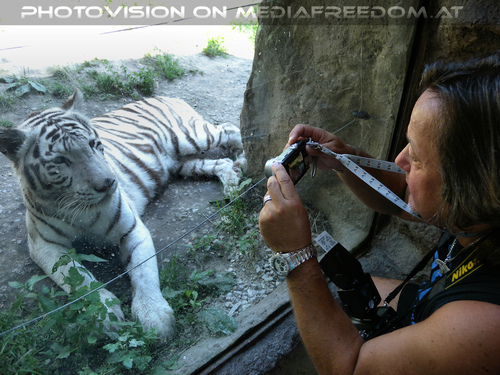 White Tiger Family 07