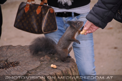 Eichk�tzchen f�ttern 03