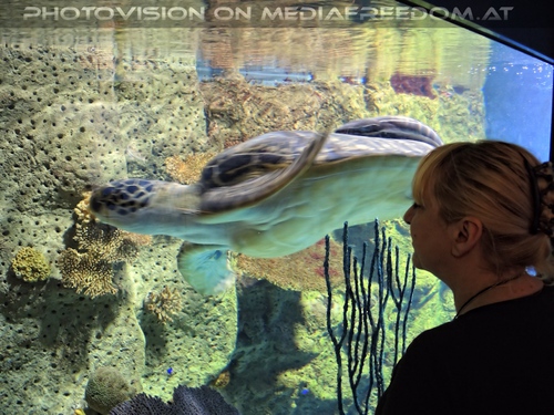 Puppy die Wasserschildkr�te: Gabriele P.