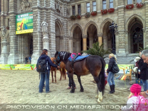 Hund, Katz und Co 11