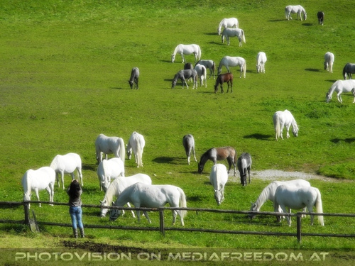 Lipizzaner Weide Motiv