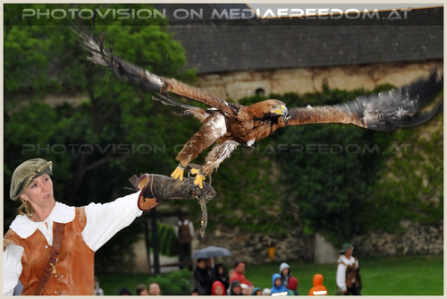 Majest�tischer Abflug - Greifvogelshow