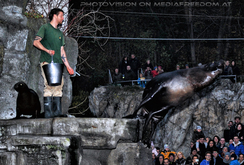 M�hnenrobben F�tterung 01