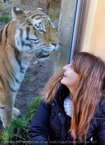 Sibirische Tiger 04: Manuela M.