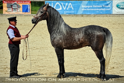 Die Lipizzaner Heimat 019