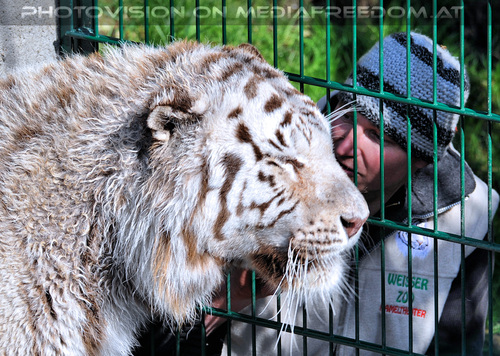 Im Reich der wei�en Tiger 21