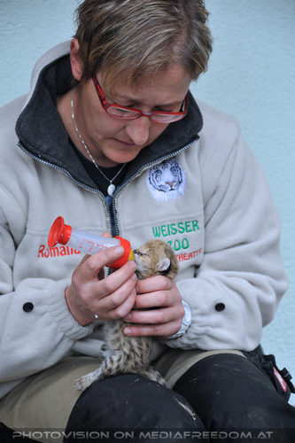 Serval Baby F�tterung 05: Romana Goldhahn