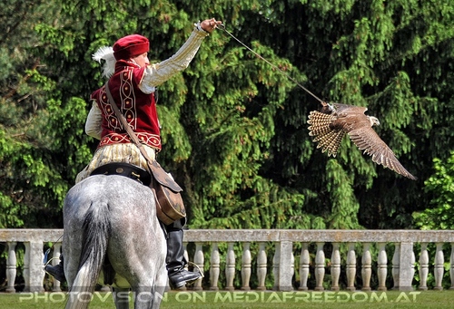 Greifvogel Vorf�hrung 30: Vladimir Garaj