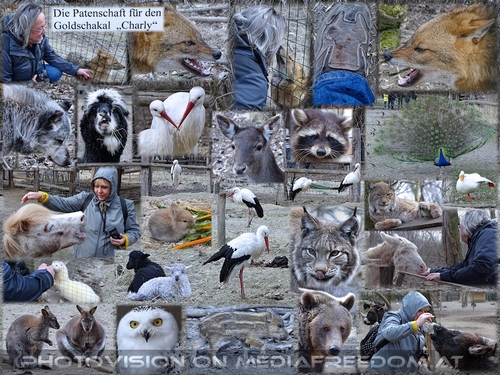 Tiere erlebt und ins Goldschakal Rudel aufgenommen...: Gabriele P., Charly Swoboda, Charly der Goldschakal