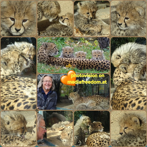 Geparden Familien Bande