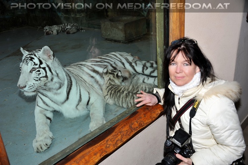 White Tiger Family 27