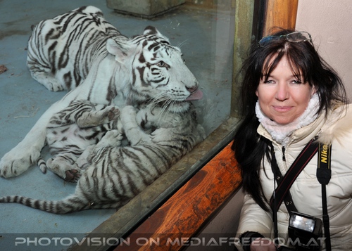 White Tiger Family 49