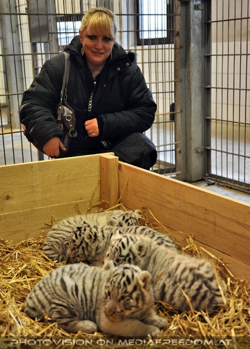 Die wei�en Tiger Vierlinge 42