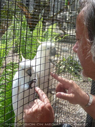 Spielen mit zwei Gelbhaubenkakadus: Charly Swoboda