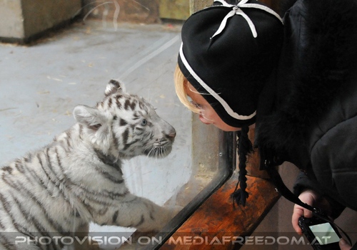 Kinderstube der wei�en Tiger Drillinge 40