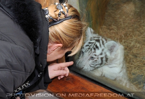 Kinderstube der wei�en Tiger Drillinge 62